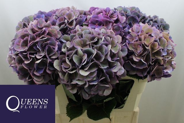 <h4>Hydrangea Royal Opera CL</h4>