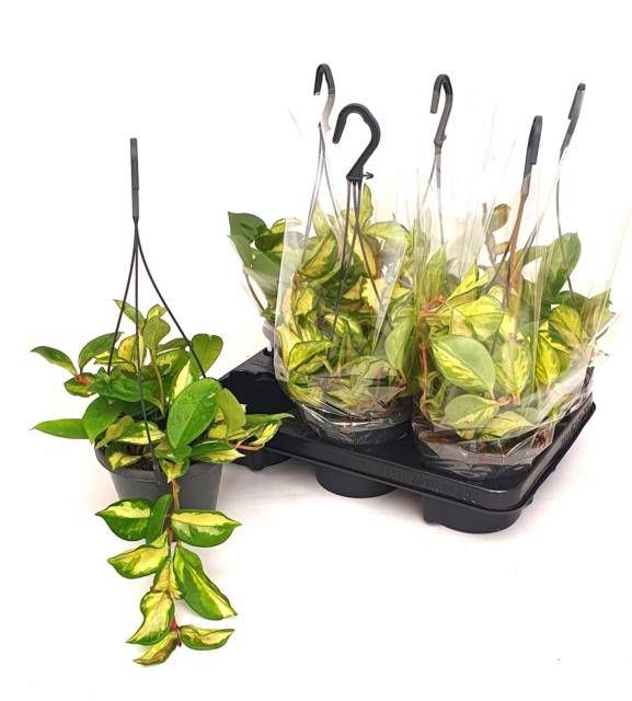 <h4>HOYA C TRICOLOR</h4>