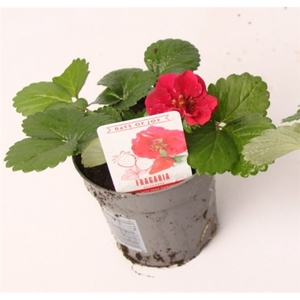 Fragaria 'Red Summer Breeze'