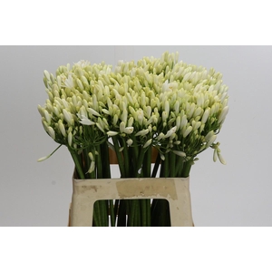 Agapanthus Gletsjer