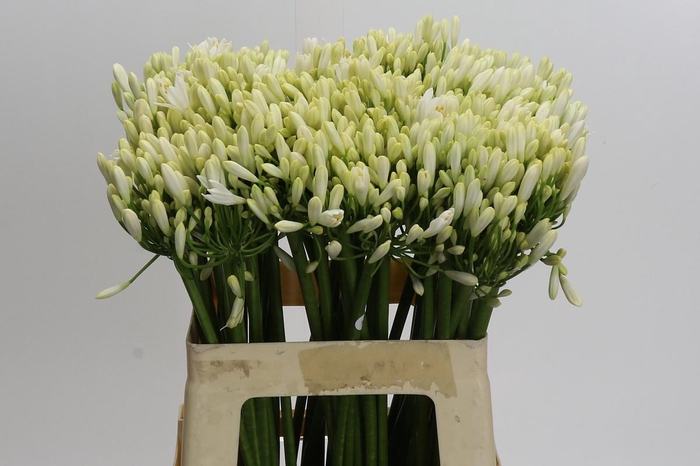 <h4>Agapanthus Gletsjer</h4>