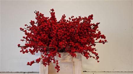 <h4>ILEX VE RODE BES</h4>