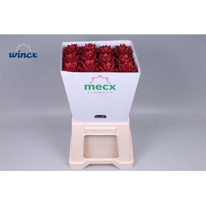 Echeveria Glitter Red (mecx Flowers) Mecx-emmer 8c