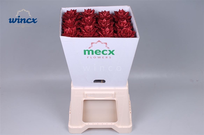 Echeveria Glitter Red (mecx Flowers) Mecx-emmer 8c