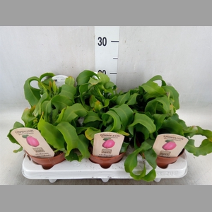 Epiphyllum guatem. var. monstrosa