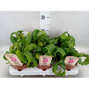 Epiphyllum guatem. var. monstrosa