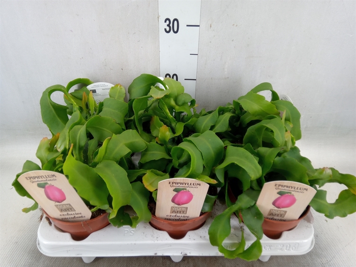 <h4>Epiphyllum guatem. var. monstrosa</h4>