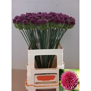 Allium Sphaerocephal