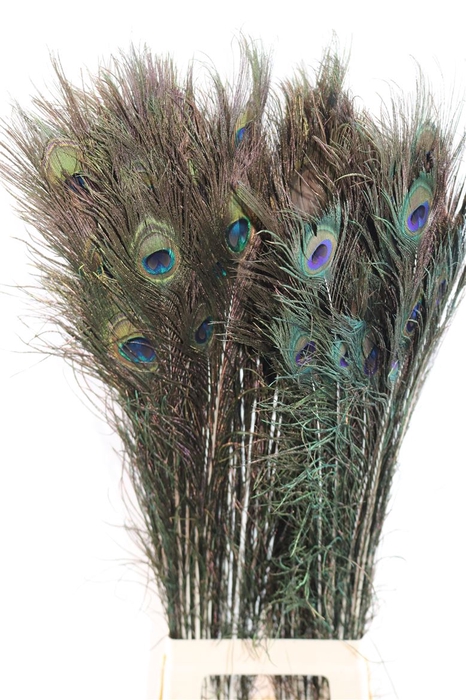 Feather Peacock Naturel Pst L100-110