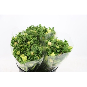 Anem Marianne Panda White