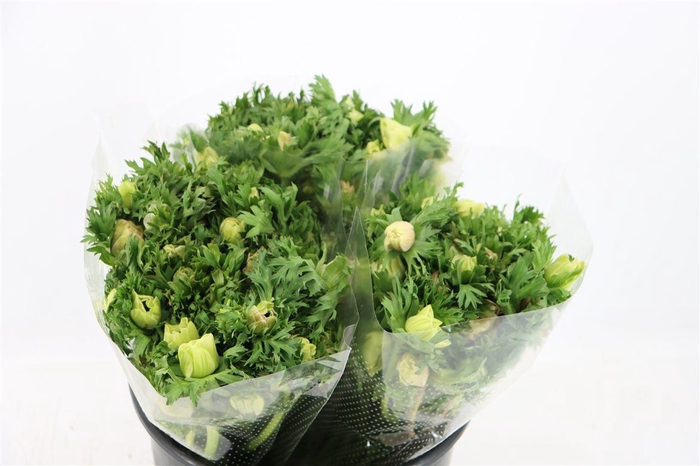 <h4>Anem Marianne Panda White</h4>