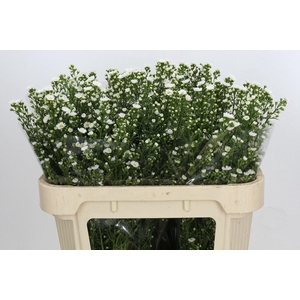 ASTER PAQUITA 25 GR.