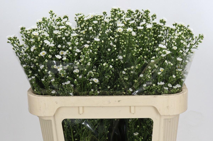 <h4>ASTER PAQUITA 25 GR.</h4>