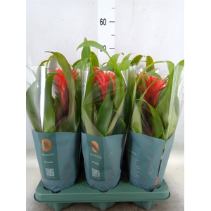Guzmania  'Hope'