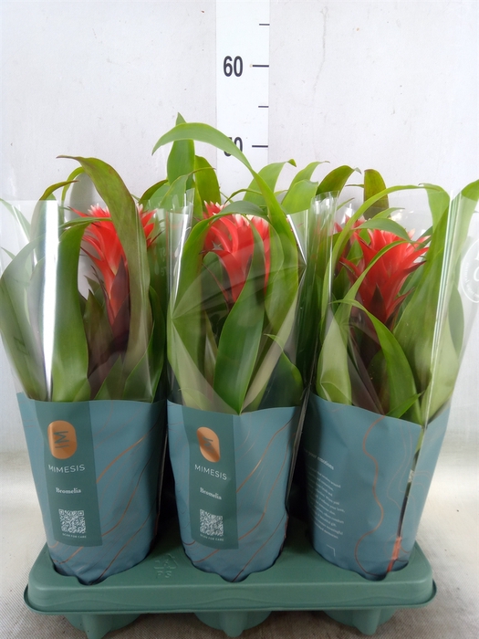 <h4>Guzmania  'Hope'</h4>