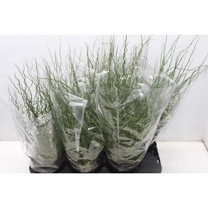 JUNCUS SPIRALIS P15