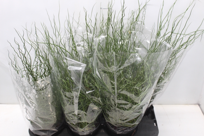 <h4>JUNCUS SPIRALIS P15</h4>