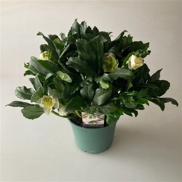 <h4>Helleborus Heavenly JWLS</h4>