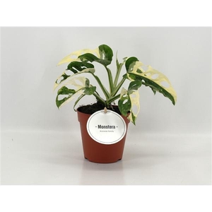 Monstera obliqua ('Leichtlinii')