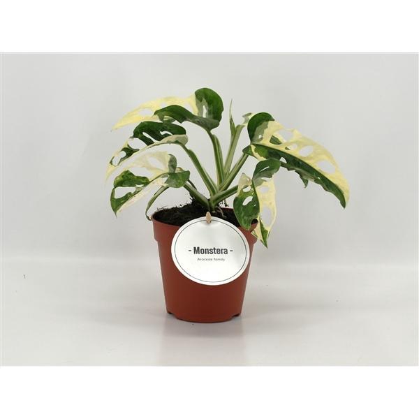 <h4>Monstera obliqua ('Leichtlinii')</h4>