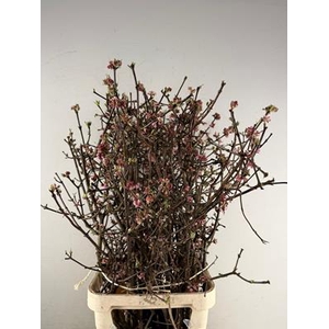 Viburnum Bodnantense