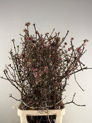 <h4>Viburnum Bodnantense</h4>