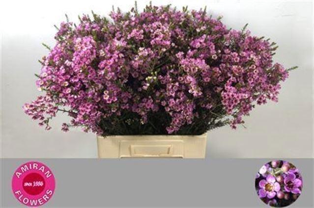 <h4>CHAME PAINTED LAD</h4>