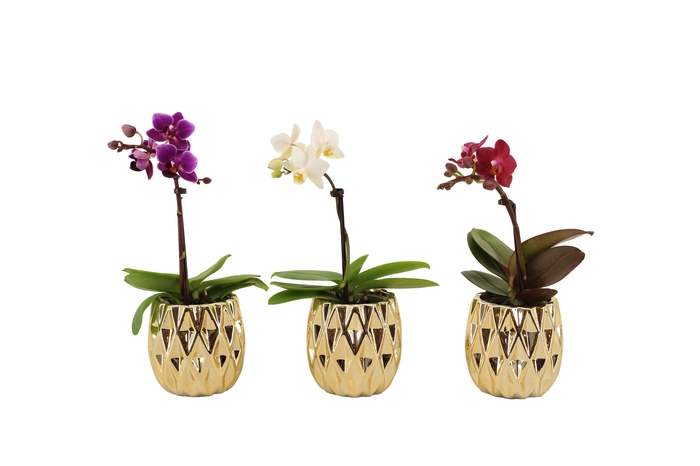 <h4>Dolomite Quartz Gold Tiny Dolls Mix 1T7+ Aqu@</h4>