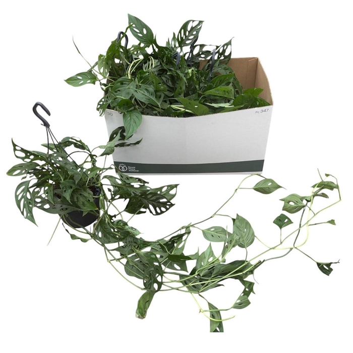 <h4>MONSTERA ADANSONII</h4>