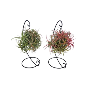 Arrangementen Tillandsia 6%