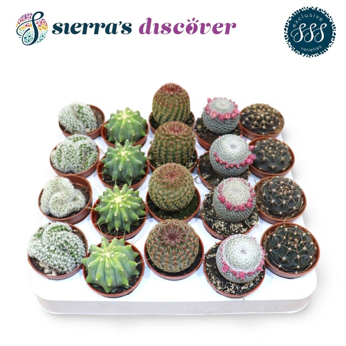 <h4>Discover® - Bilbao Cactus Mix (Exclusive)</h4>
