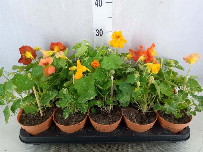 <h4>Tropaeolum majus</h4>