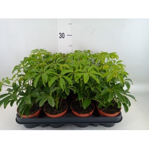 Schefflera arbor. 'Luseana'
