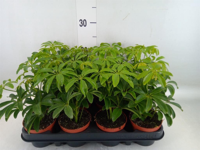 <h4>Schefflera arbor. 'Luseana'</h4>