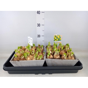 Arr.  Narcissus Tete Tete L%