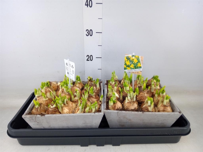 <h4>Arr.  Narcissus Tete Tete L%</h4>