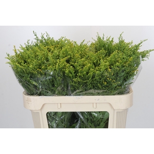 Solidago Golden Glory