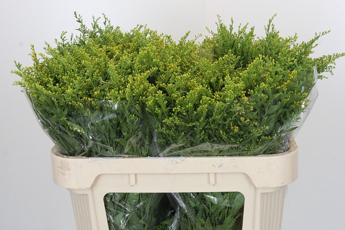 Solidago Golden Glory