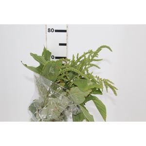 AMARANTHUS VERDE 070 CM VERDE