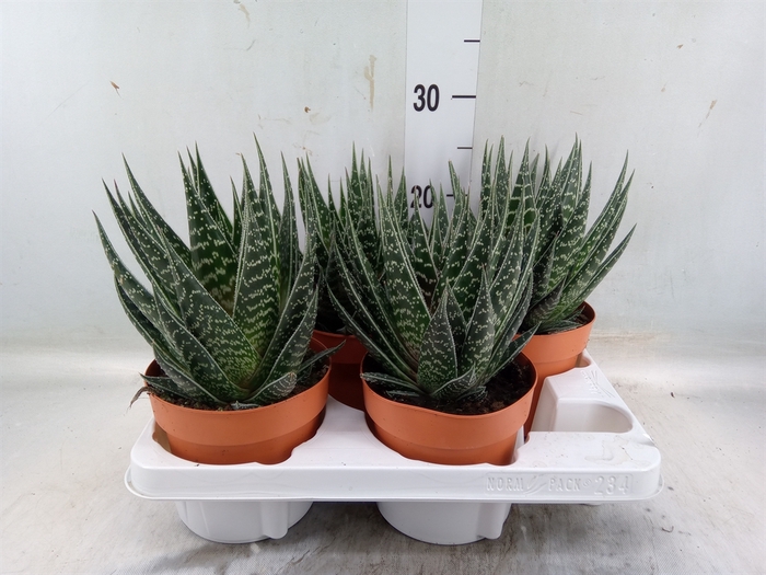 <h4>Aloe aristata 'Tiki Tahi'</h4>