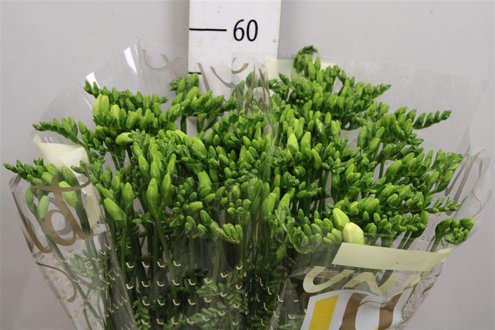 <h4>Fr En Ambiance</h4>