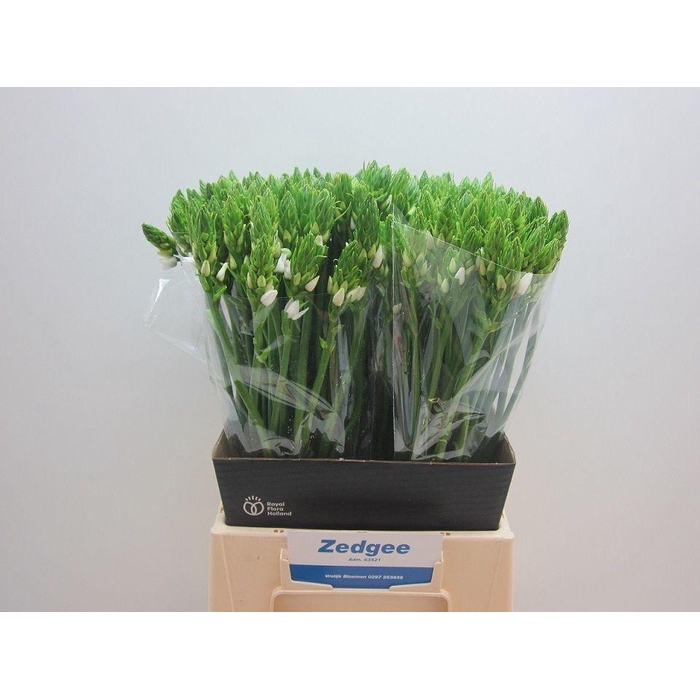 <h4>Ornit Thyrsoides</h4>