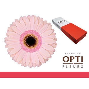 Gerbera Alliance