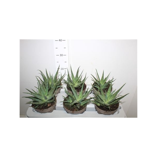 <h4>Aloe Arborescens</h4>