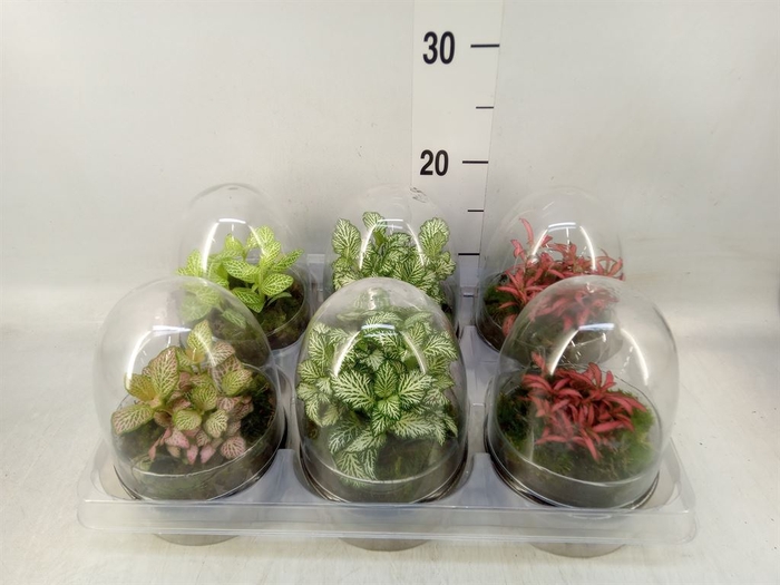 <h4>Arr.   Kamerplant Groen H%</h4>