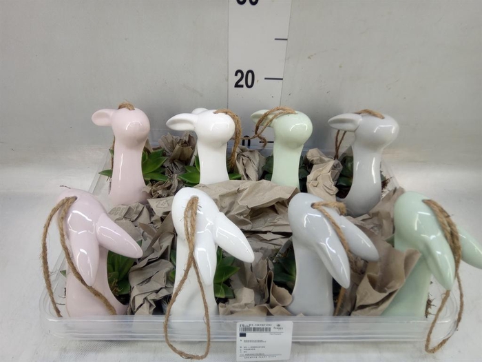 <h4>Arr. Succulents H%</h4>