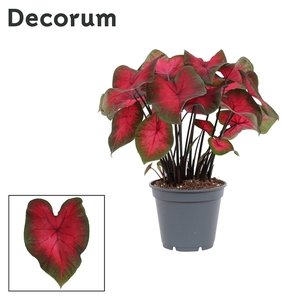 Caladium Rood (Decorum)