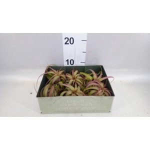 Tillandsia