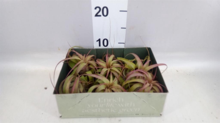 <h4>Tillandsia</h4>
