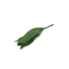 Aspidistra 50cm (groene Doos)